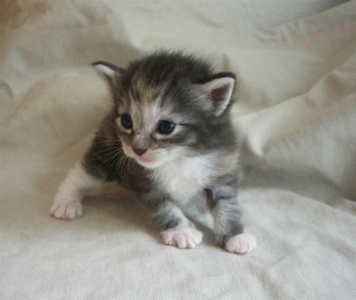 Norsk Skovkat IP DK*Cayica's Muraco Achal - 3 uger gammel billede 20