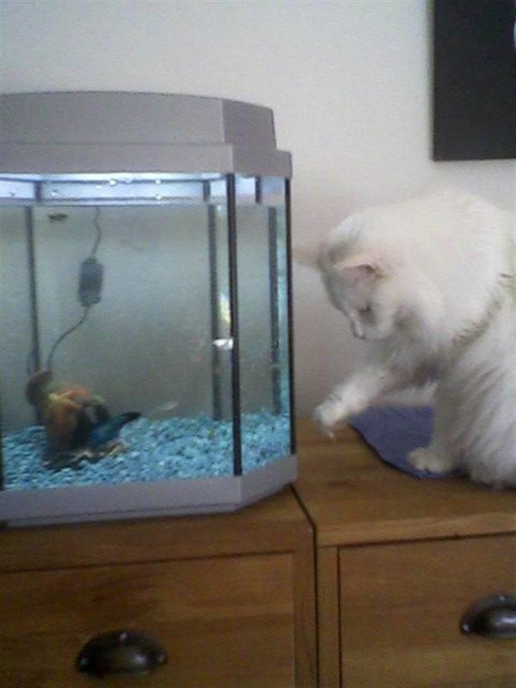 Maine Coon sirius - far købte et akvarium til mig, da han gav min mor en hund.... manglet også bare....... billede 2