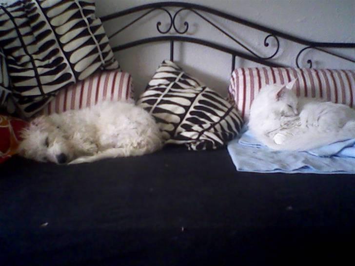 Maine Coon sirius - den hund er nu meget sød når den sover. billede 3