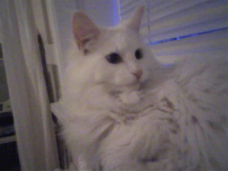 Maine Coon sirius billede 4