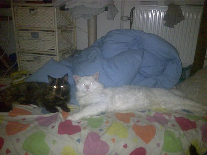 Maine Coon joey billede 9