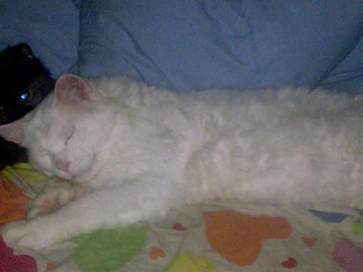 Maine Coon joey billede 10