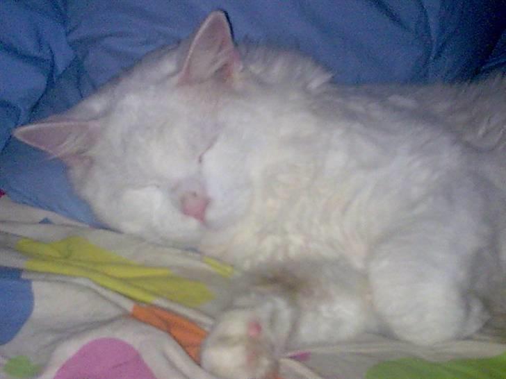 Maine Coon joey billede 11