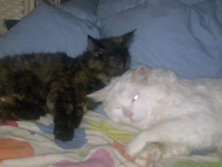 Maine Coon joey billede 12