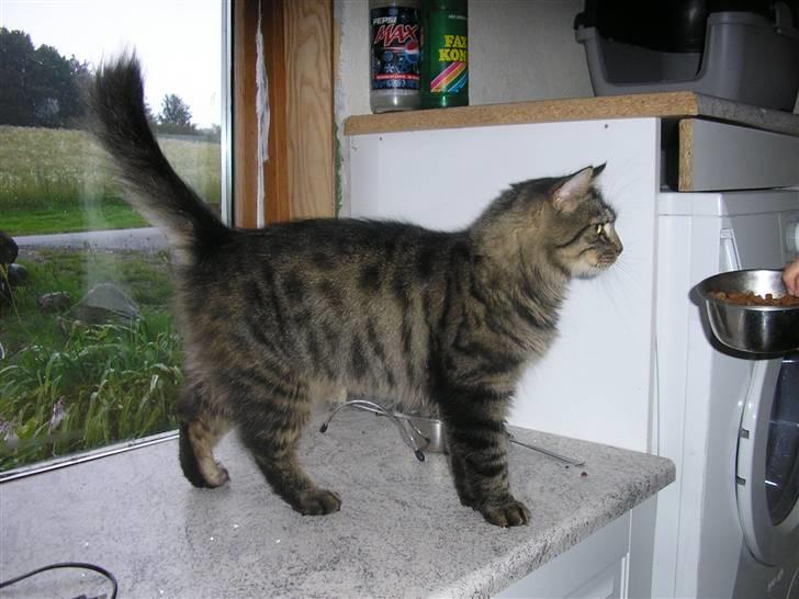 Maine Coon Strit billede 1