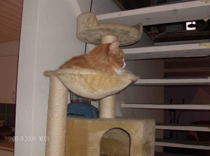 Norsk Skovkat Felix billede 16