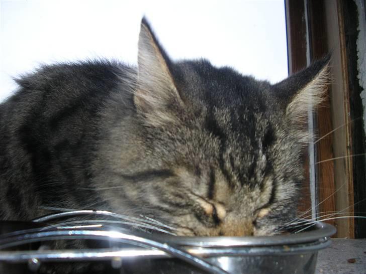 Maine Coon Strit billede 2