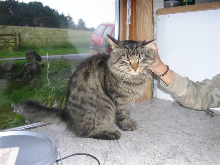 Maine Coon Strit billede 3