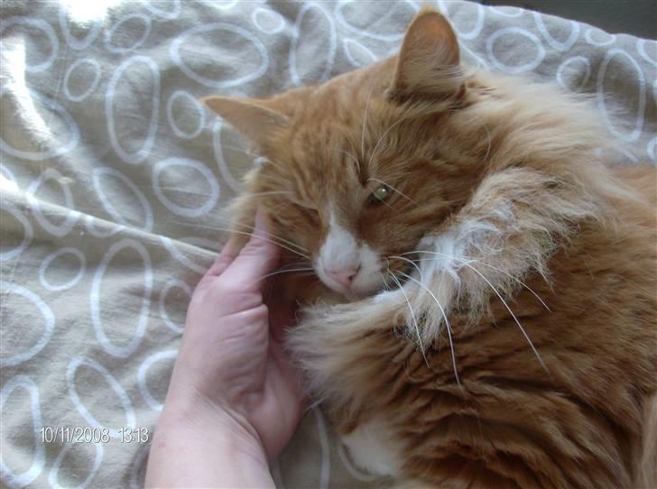 Norsk Skovkat Felix billede 17