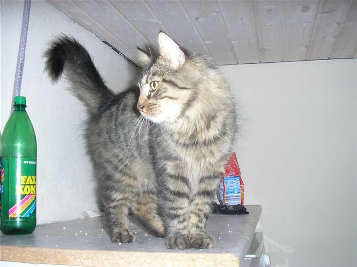 Maine Coon Strit billede 4