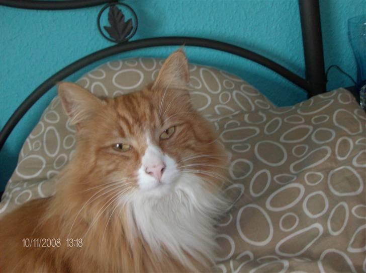 Norsk Skovkat Felix billede 18