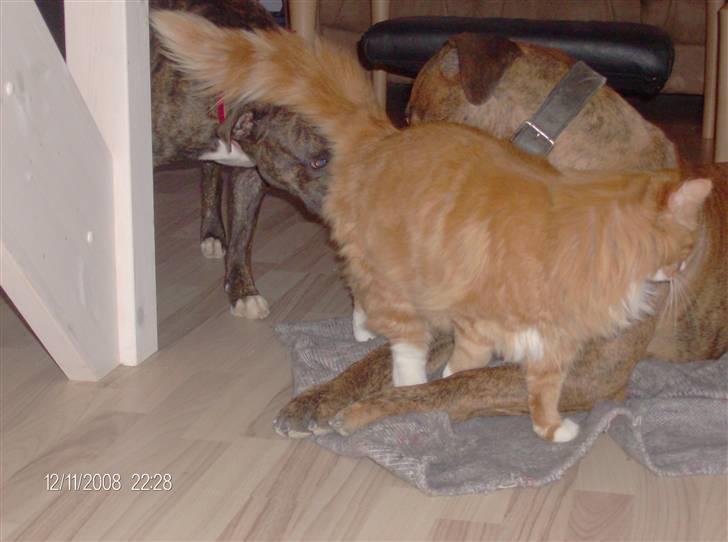 Norsk Skovkat Felix billede 19