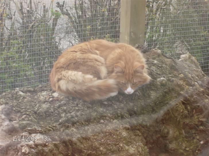 Norsk Skovkat Felix billede 20