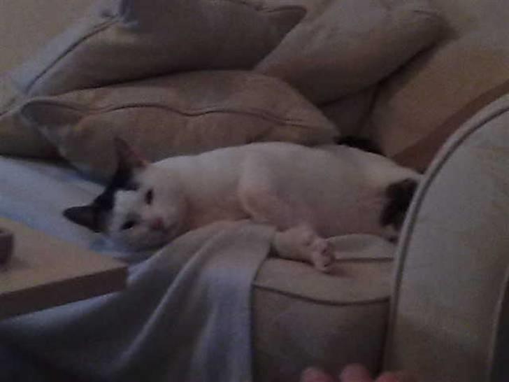 Huskat Plet - Velkommen til... som i kan se slanger jeg mig på sofaen... er lidt doven...  billede 1