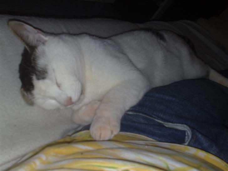 Huskat Plet - sover lige... billede 2