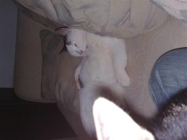 Huskat Plet - ja kan ligge sjovt....  billede 3