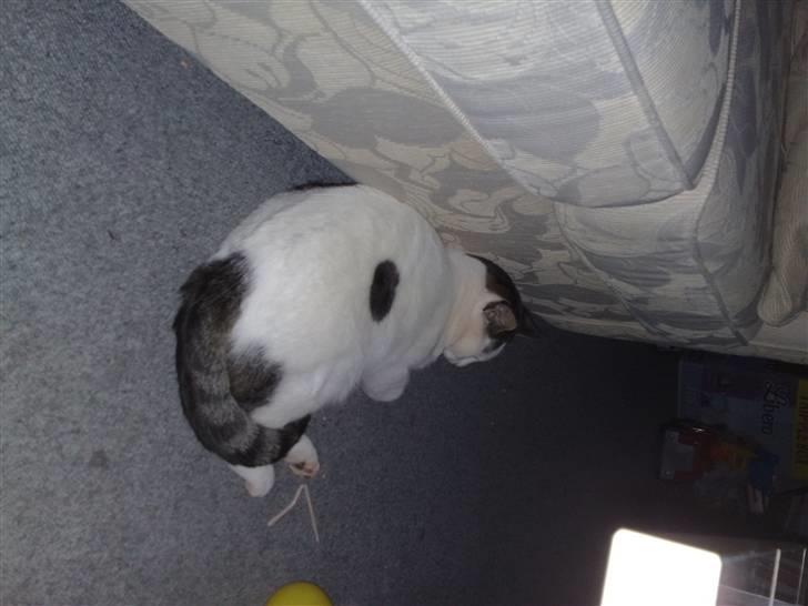 Huskat Plet - kan i se mig for sofaen...  billede 4