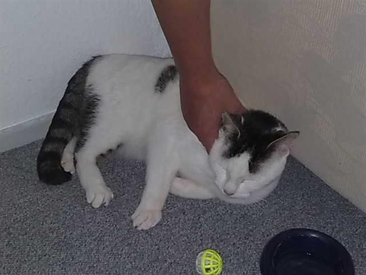 Huskat Plet - var lige kommet hjem igen, efter 1½ år...  billede 5