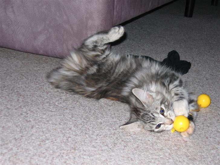 Maine Coon Liluu - liluu 13 uger billede 1
