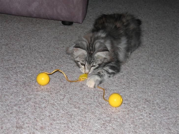 Maine Coon Liluu - Liluu 13 uger billede 2
