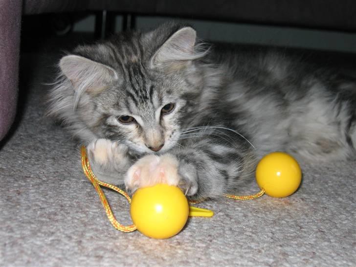 Maine Coon Liluu - Liluu 13 uger billede 3