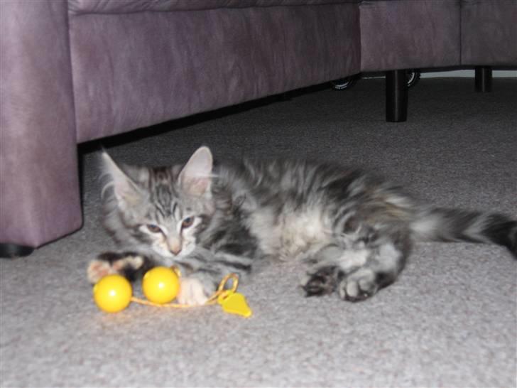 Maine Coon Liluu - Liluu 13 uger billede 4