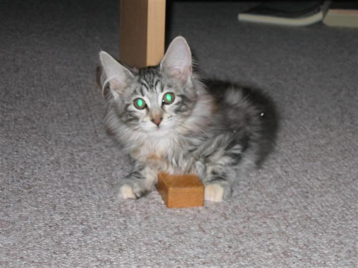 Maine Coon Liluu - Liluu 13 uger billede 5