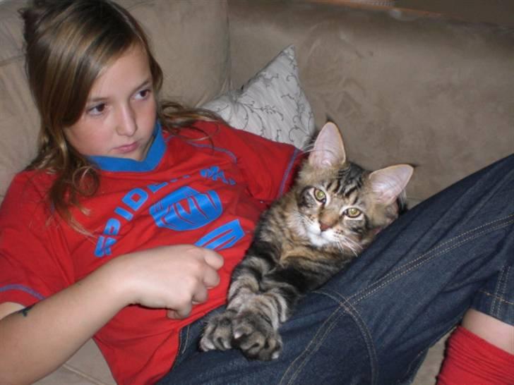 Maine Coon Tiger - Så er der dømt hygge billede 15