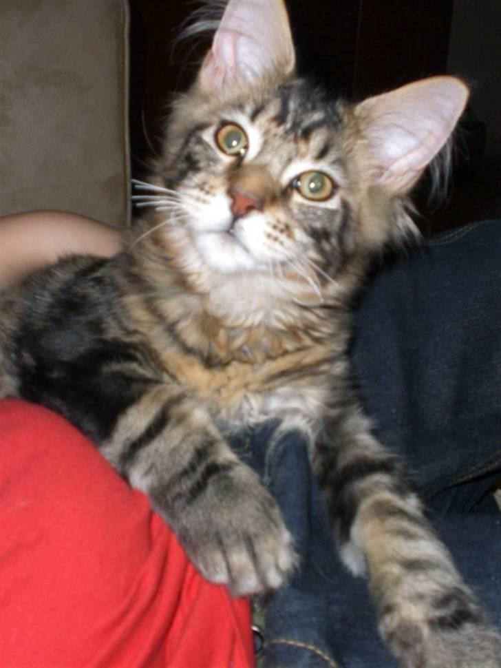 Maine Coon Tiger billede 16