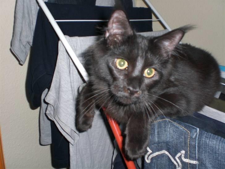 Maine Coon Toffe - skal jeg hjælpe med vasketøjet billede 17