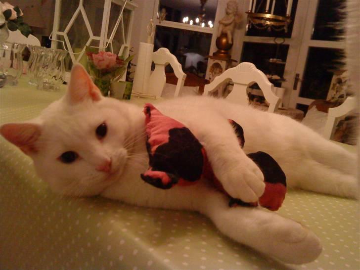 Huskat Lauritz billede 14