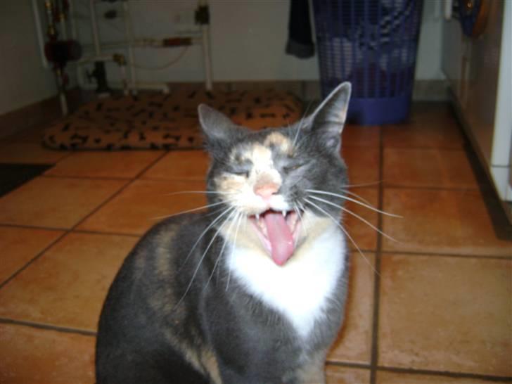 Huskat cocio( nye billeder) - nyt billede 18