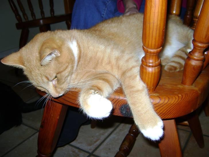 Huskat alfi <3 (nye billeder) - nov. 08 billede 17