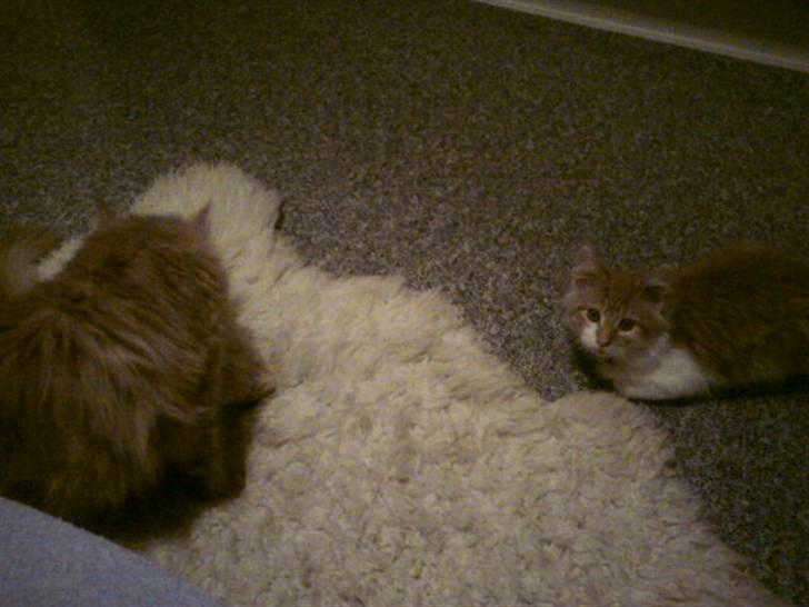 Maine Coon Lukas R.I.P ? :( - Lukas ligger på lur til at angribe Lily billede 4