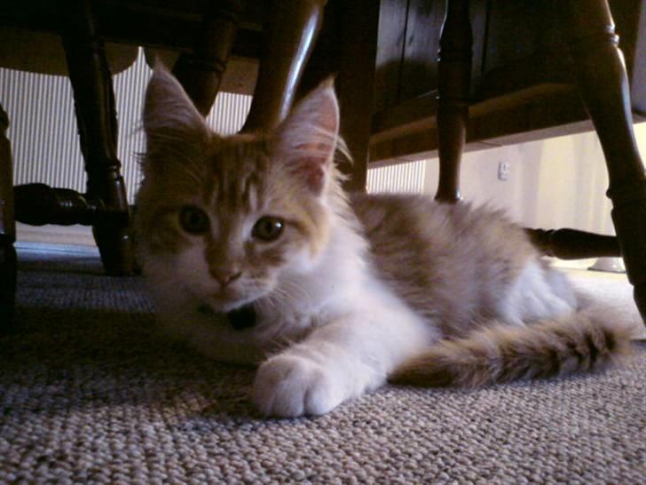 Maine Coon Lukas R.I.P ? :( - Fotogen? billede 5