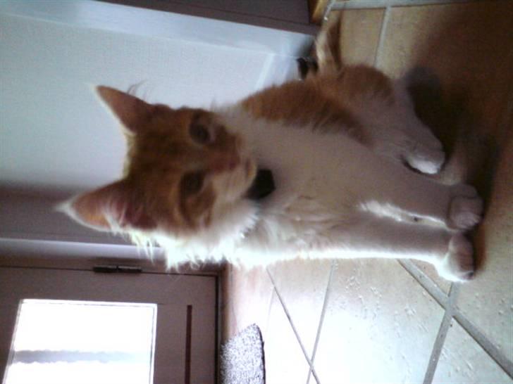 Maine Coon Lukas R.I.P ? :( - Lukas billede 6