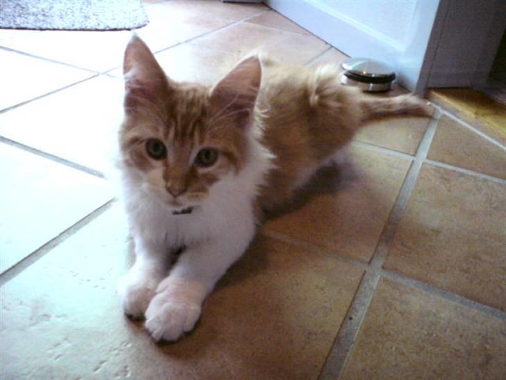 Maine Coon Lukas R.I.P ? :( - Flot figur? billede 7