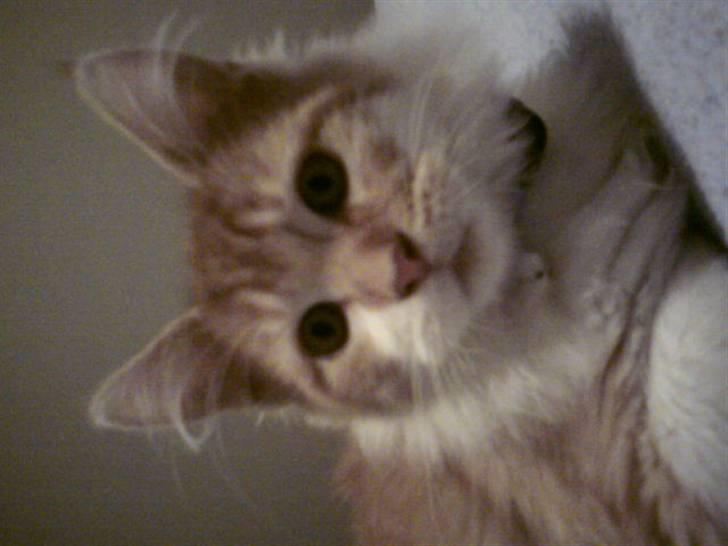 Maine Coon Lukas R.I.P ? :( - Farlig tiger ! billede 8