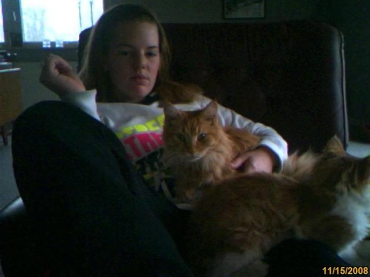 Maine Coon Lukas R.I.P ? :( - Lily og Lukas billede 9