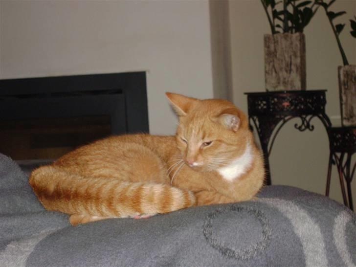 Huskat alfi <3 (nye billeder) billede 18