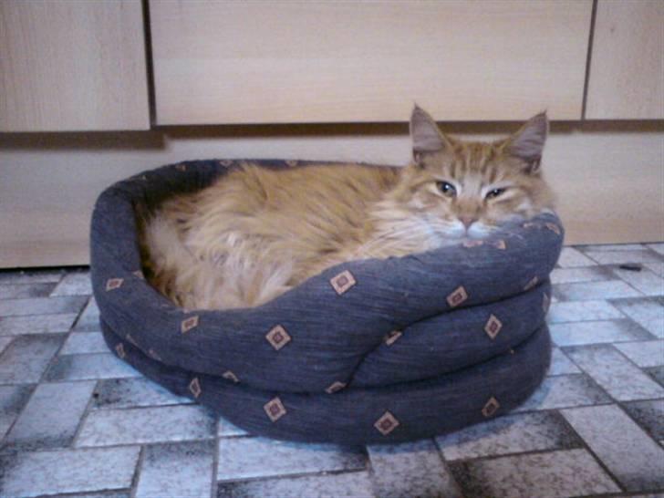 Maine Coon Lily - Nu med killinge - ZzzzZ, lå lige og sov ! billede 14