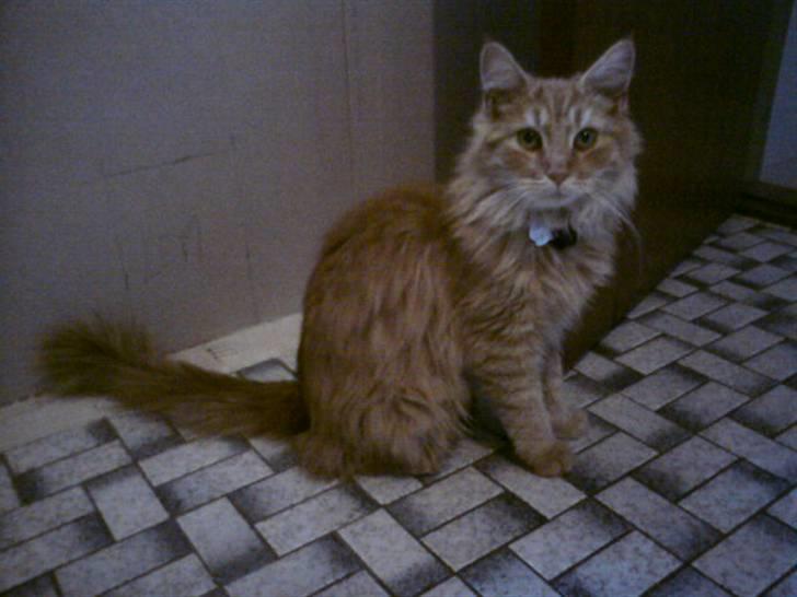 Maine Coon Lily - Nu med killinge - Smuk? billede 15