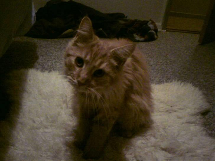 Maine Coon Lily - Nu med killinge - Mig ? Jeg gør ingenting ! billede 16