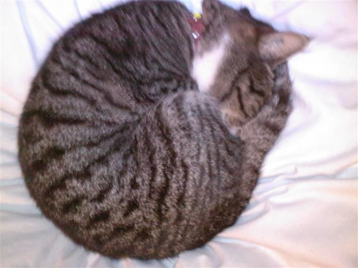 Huskat Lillebitte billede 1