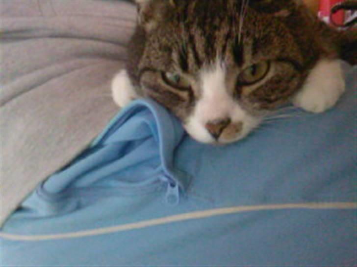 Huskat Lillebitte billede 2