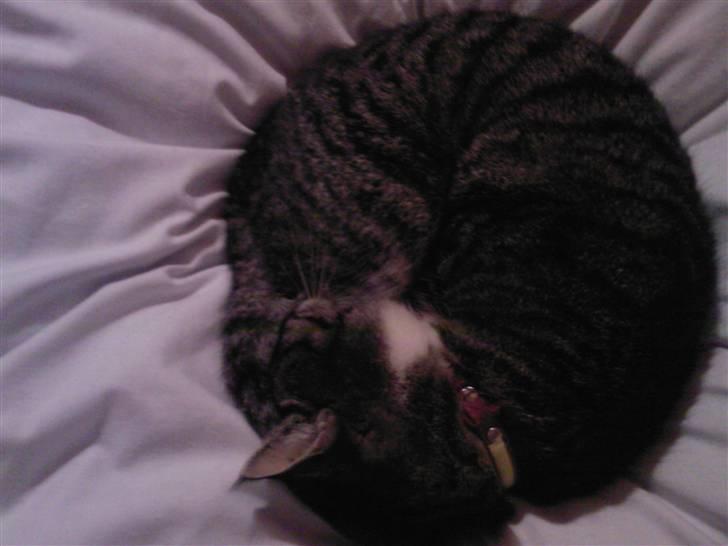 Huskat Lillebitte billede 3