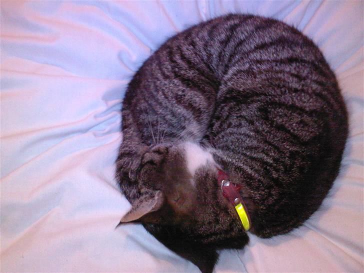 Huskat Lillebitte billede 4