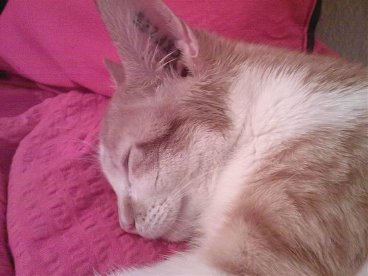 Huskat Buster billede 1