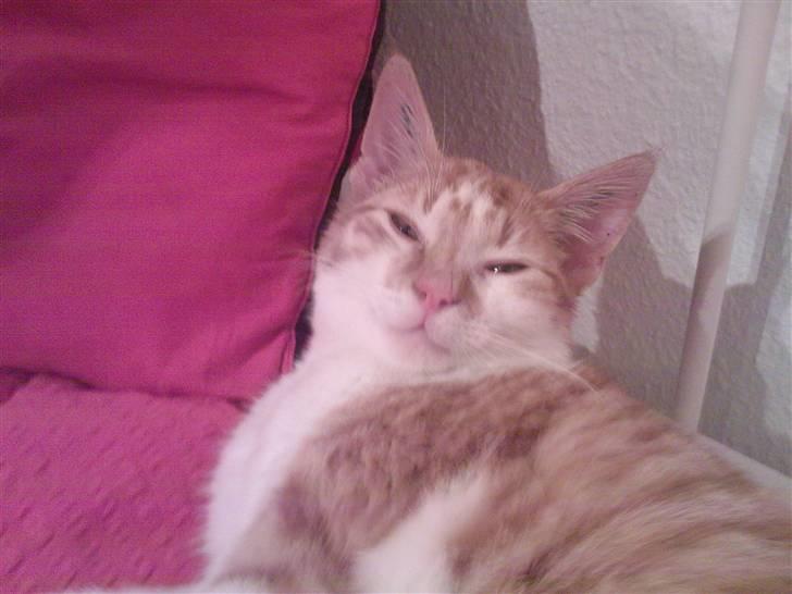 Huskat Buster billede 2