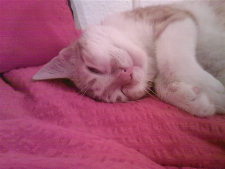 Huskat Buster billede 3